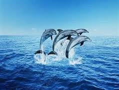 images_088